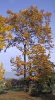 Tulip and Platanus trees